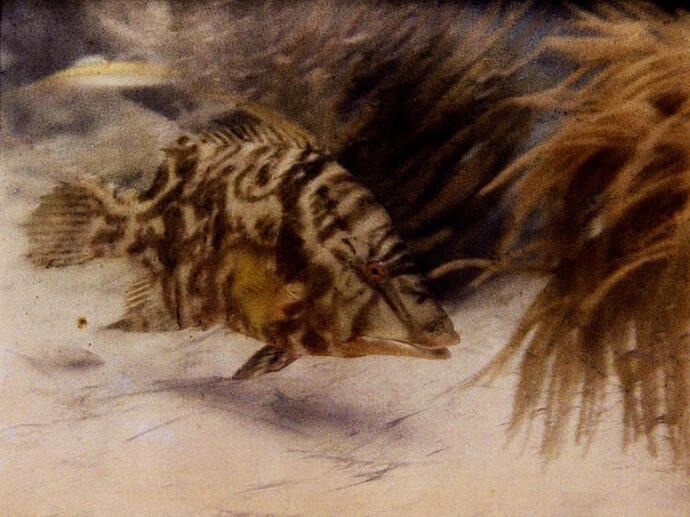First underwater color photo