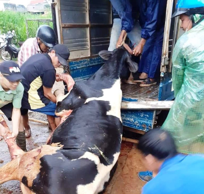Lâm Đồng: Sét đánh chết gục 10 con bò sữa ngay tại máng ăn - Ảnh 1. Lâm Đồng: Sét đánh chết gục 10 con bò sữa ngay tại máng ăn - Ảnh 1.