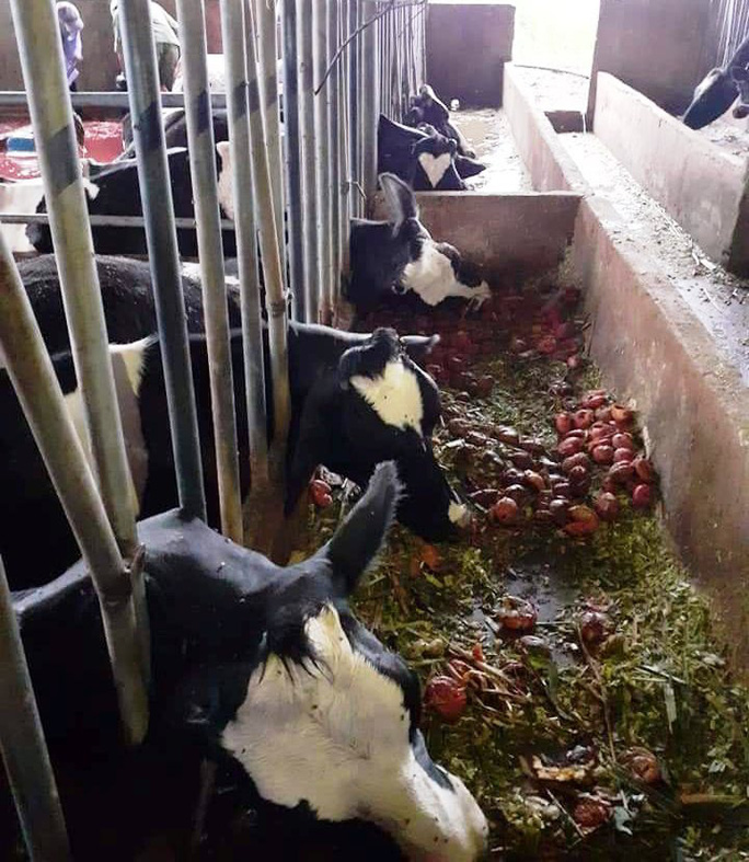 Lâm Đồng: Sét đánh chết gục 10 con bò sữa ngay tại máng ăn - Ảnh 2. Lâm Đồng: Sét đánh chết gục 10 con bò sữa ngay tại máng ăn - Ảnh 2.